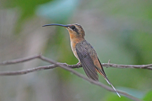 Cinnamon-throated Hermit (Phaethornis nattereri), photo 5