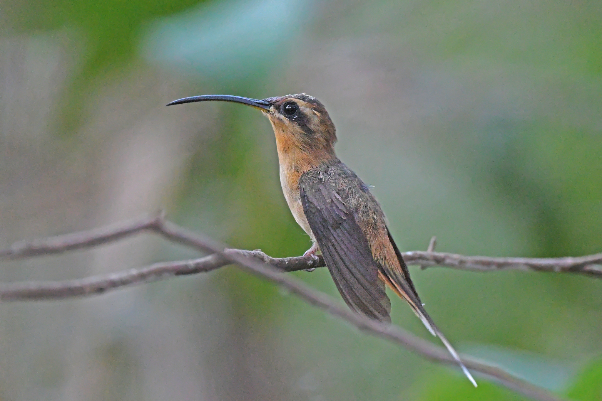 Cinnamon-throated Hermit (Phaethornis nattereri), photo 5