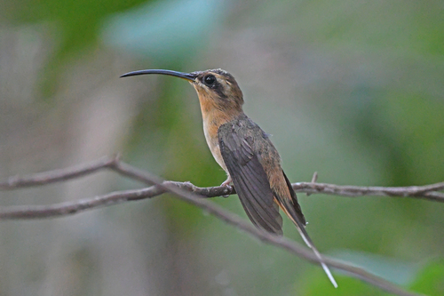 Cinnamon-throated Hermit (Phaethornis nattereri), photo 2