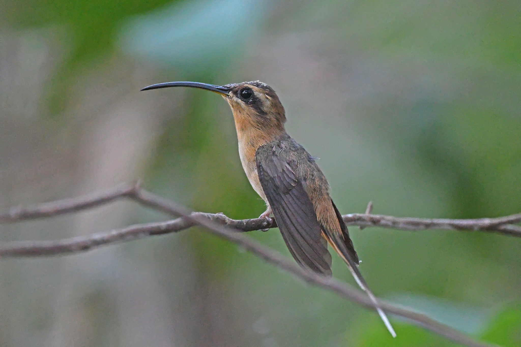 Cinnamon-throated Hermit (Phaethornis nattereri), photo 2