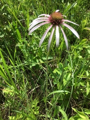 Echinacea pallida
