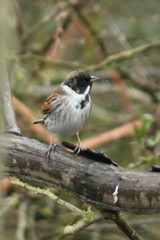 Emberiza schoeniclus