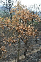 Wild Pear (Dombeya rotundifolia)