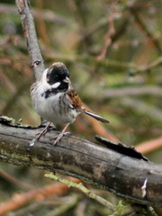 Emberiza schoeniclus