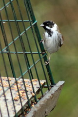 Emberiza schoeniclus