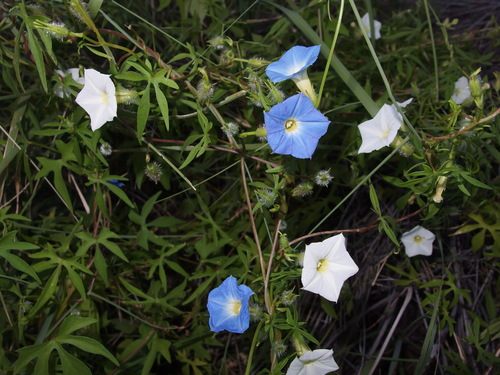 Image of Ipomoea barbatisepala by (c) Sue Carnahan, some rights reserved (CC BY)
