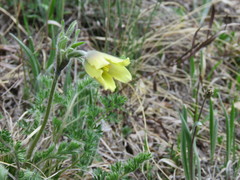 Pulsatilla albana
