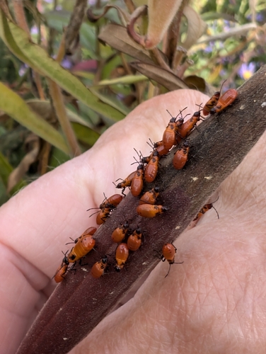 Large Milkweed Bug photographed in Maine