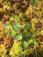 Sanguisorba officinalis