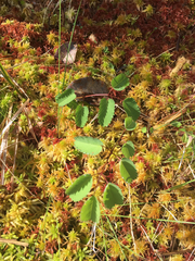 Sanguisorba officinalis