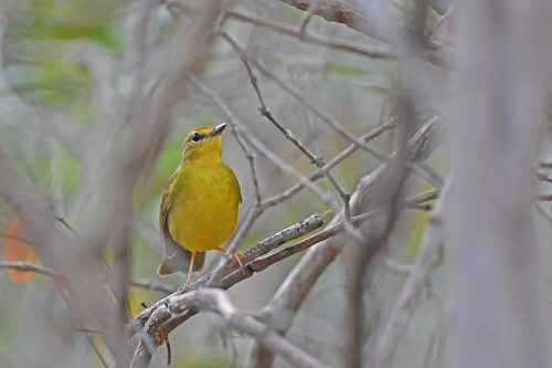 Flavescent Warbler (Myiothlypis flaveola), photo 5