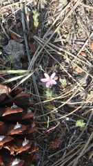 Erodium cicutarium