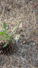 Plantago lanceolata