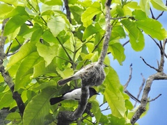 Myiagra ferrocyanea