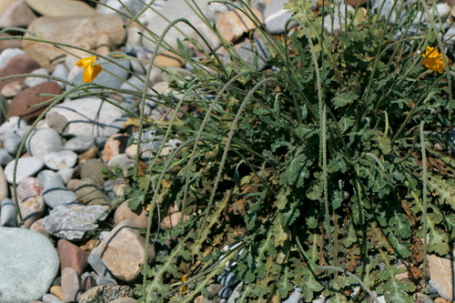 Glaucium fimbrilligerum (Glaucium fimbrilligerum)