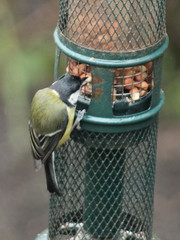 Parus major