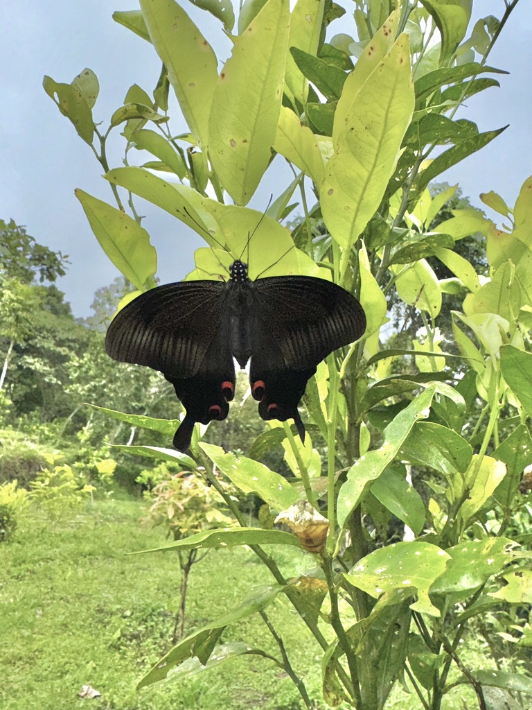 Red Helen (Papilio helenus)