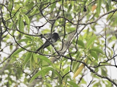 Rhipidura cockerelli
