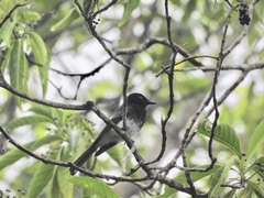 Rhipidura cockerelli