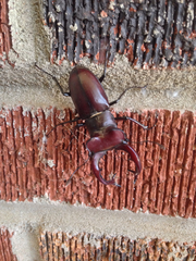 Lucanus elaphus