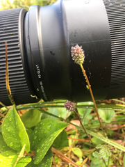 Sanguisorba officinalis
