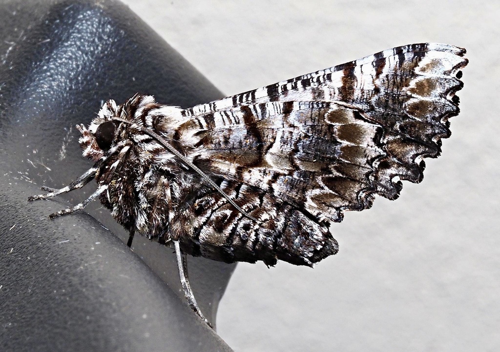 Hypographa