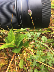 Sanguisorba officinalis
