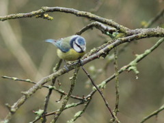 Cyanistes caeruleus