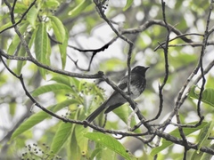 Rhipidura cockerelli