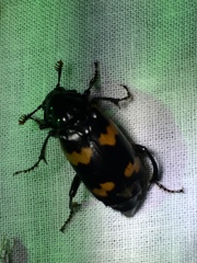 Nicrophorus sayi