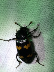 Nicrophorus sayi
