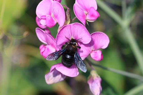 Violet carpenter bee