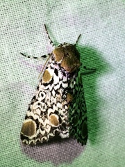 Harrisimemna trisignata