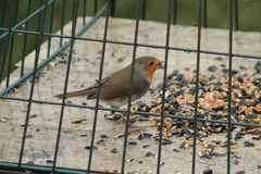 Erithacus rubecula