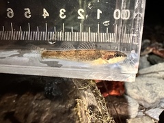 Trispot Darter photo 4