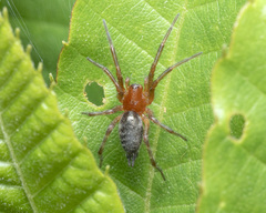 Agelena silvatica