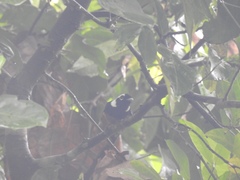Monarcha richardsii