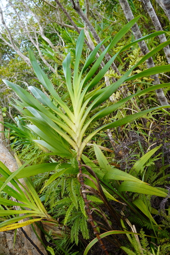 Rhuacophila javanica observed 2024-05-03
