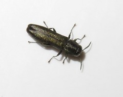 Agrilus laticornis