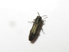 Agrilus laticornis
