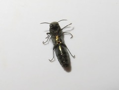 Agrilus laticornis