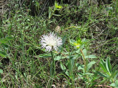 Psephellus boissieri