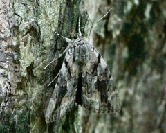 Catocala agrippina
