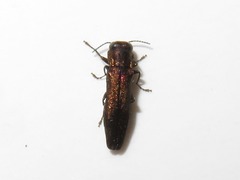 Agrilus laticornis