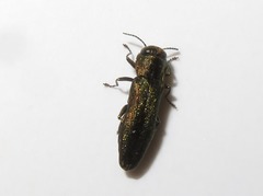 Agrilus laticornis
