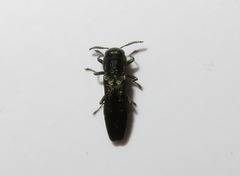 Agrilus laticornis