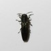 Agrilus laticornis - Photo (c) Rob Westerduijn, some rights reserved (CC BY-NC), uploaded by Rob Westerduijn