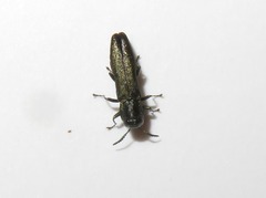 Agrilus laticornis