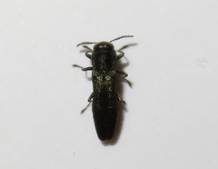 Agrilus laticornis