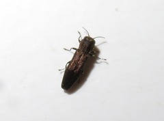 Agrilus laticornis